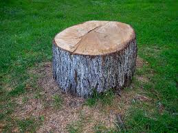 Best Arborist Consultation Services  in Sparrow Bush, NY